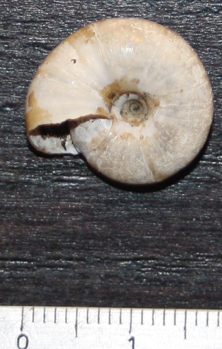 Zonitidae corso da id.